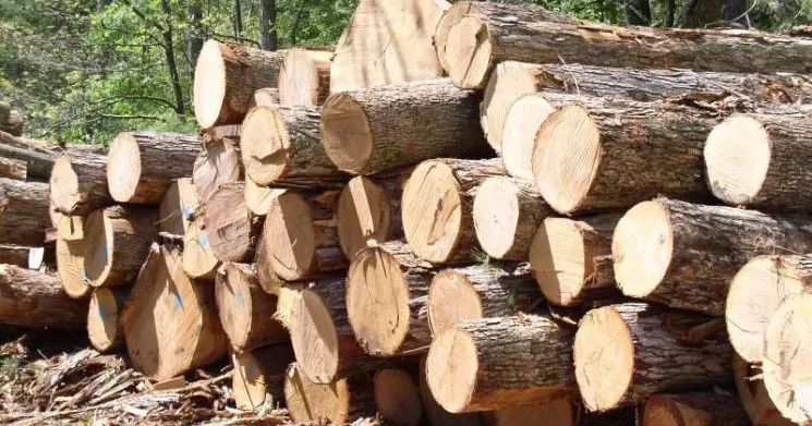 Ілюстративне фото Заяви від мешканців щодо безоплатного забезпечення деревиною приймаються Зміївською міською радою з 7 по 18 листопада. Списки затверджуються рішенням виконавчого комітету міської ради
