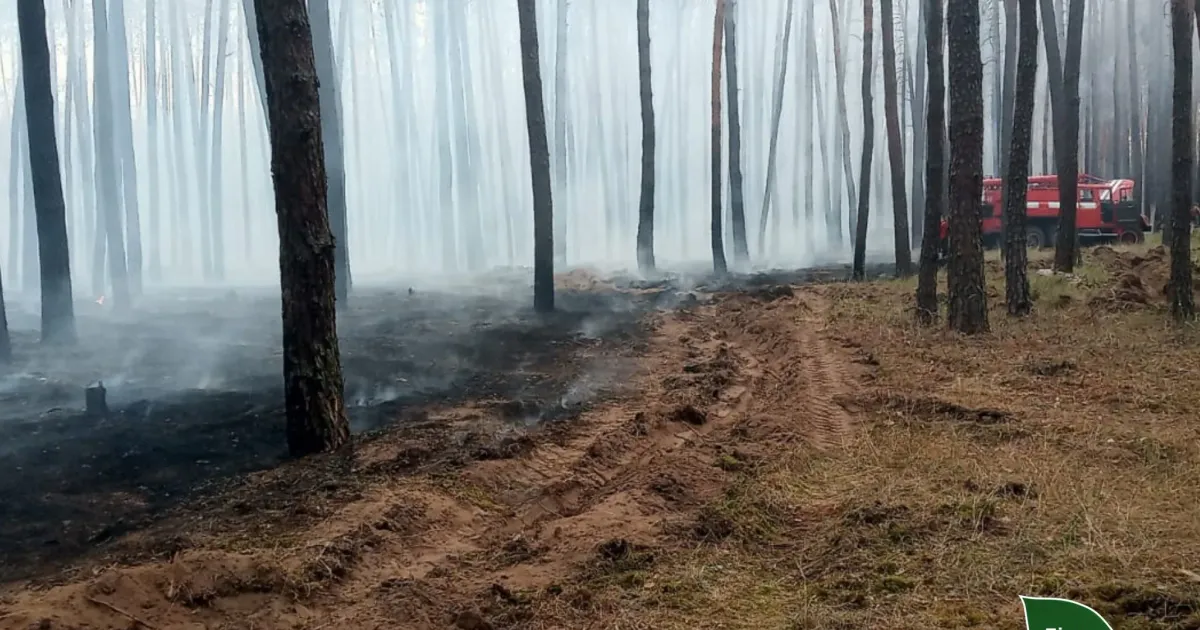 Фото - Ліси України У Таранівці Зміївської громади дачники палили суху траву, вогонь перекинувся на ліс на порталі Gromada Group
