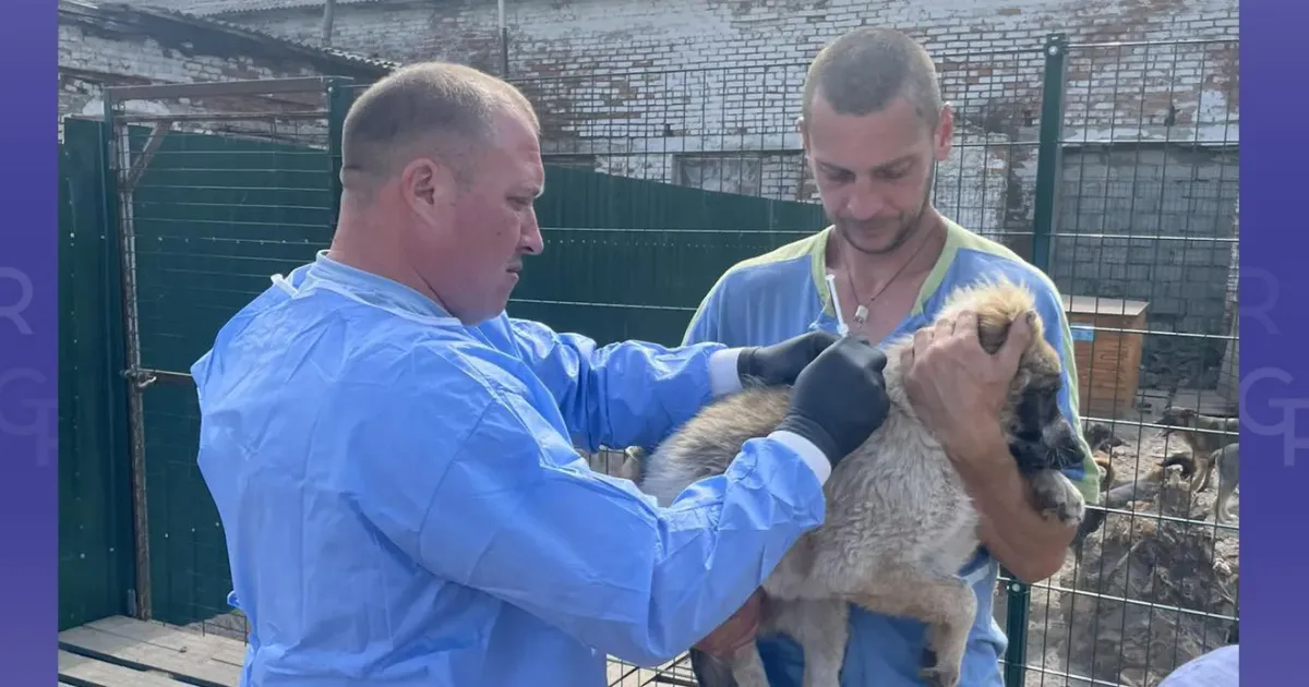 Фото - Держпродспоживслужба У Зміївській громаді тривають щеплення домашніх тварин проти сказу на порталі Gromada Group
