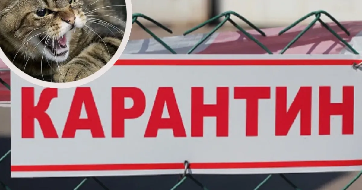 Ілюстративне фото У Зміївській громаді кіт подряпав господарів, а за п'ять днів у тварини підтвердили сказ на порталі Gromada Group
